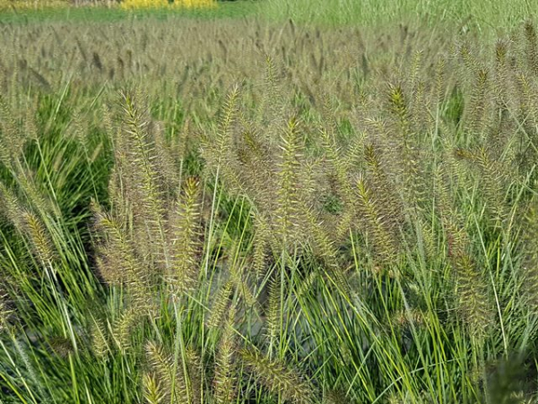 Pennisetum alopecuroides "Hameln" - (Niedriges Lampenputzergras "Hameln"),